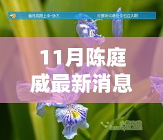 陈庭威最新动态揭秘，11月消息、特性、体验、竞品对比与用户分析