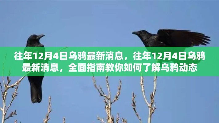 往年12月4日乌鸦最新消息，全面指南教你如何掌握乌鸦动态资讯