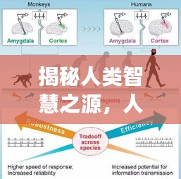 揭秘人类智慧之源，人脑专题探索之旅