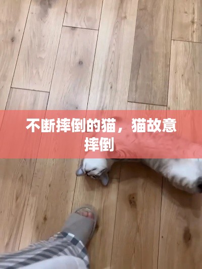 不断摔倒的猫，猫故意摔倒 