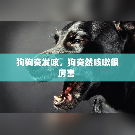 狗狗突发咳，狗突然咳嗽很厉害 