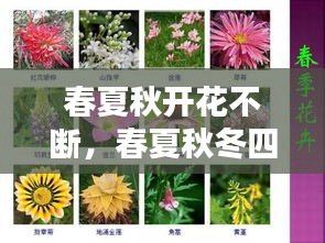 春夏秋开花不断，春夏秋冬四季开花 