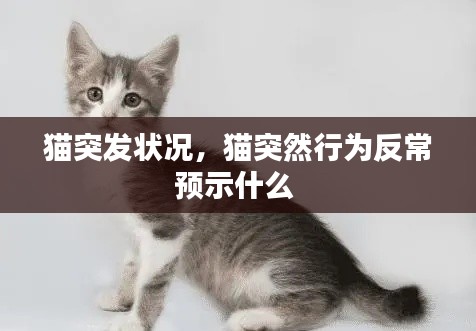 猫突发状况，猫突然行为反常预示什么 