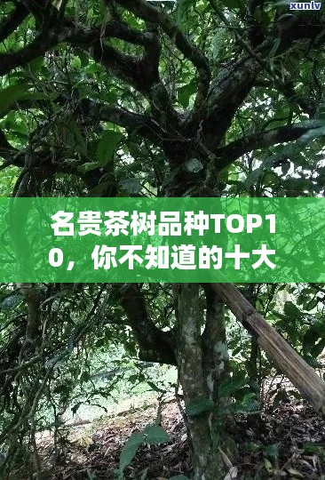 名贵茶树品种TOP10，你不知道的十大品种排名！