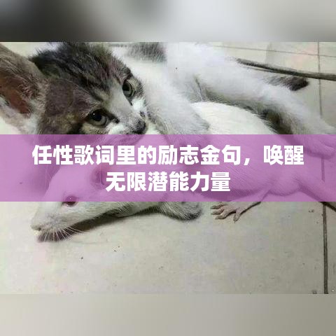 任性歌词里的励志金句，唤醒无限潜能力量