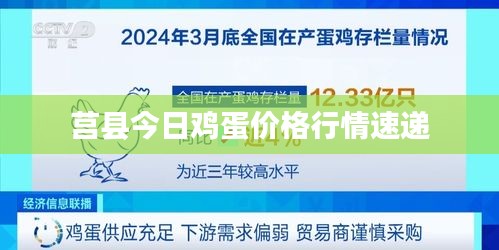 莒县今日鸡蛋价格行情速递