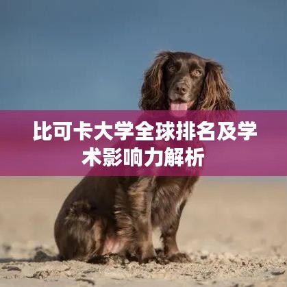 比可卡大学全球排名及学术影响力解析