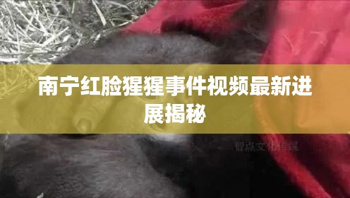 南宁红脸猩猩事件视频最新进展揭秘