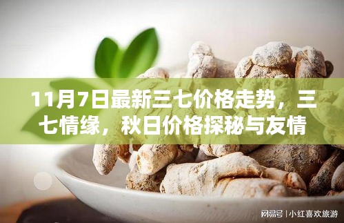 秋日三七情缘，最新价格走势与秋日价格探秘的温暖时光