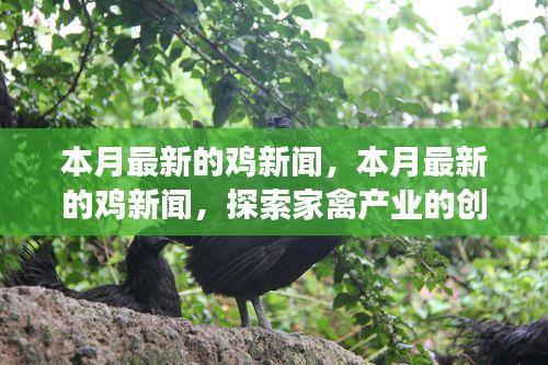 探索家禽产业创新与发展，本月最新鸡新闻报道