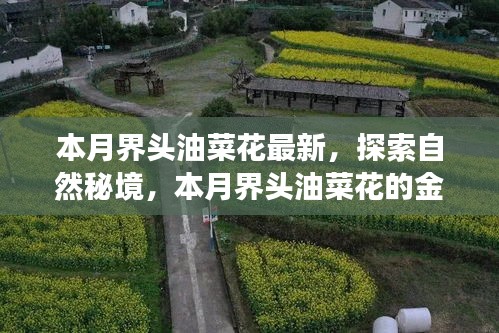 本月界头油菜花，金色诱惑与内心平静的探寻之旅