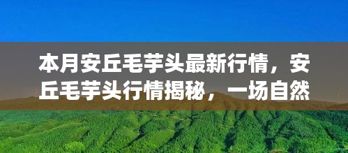 安丘毛芋头最新行情揭秘，自然美景下的治愈之旅