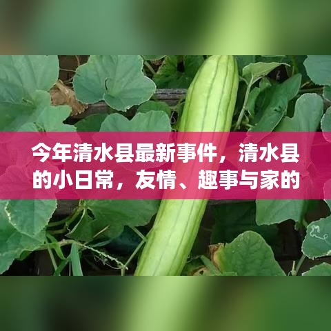 清水县的小日常，友情、趣事与家的温暖今年最新事件回顾