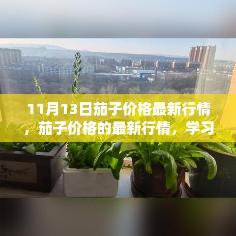 11月13日茄子价格最新动态，学习变化，收获自信与成就感