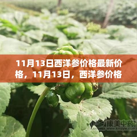 11月13日西洋参最新价格及其背后的温情故事