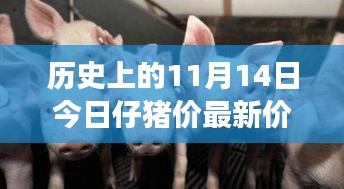 历史上的11月14日仔猪市场深度解析，价格走势与市场动态报告