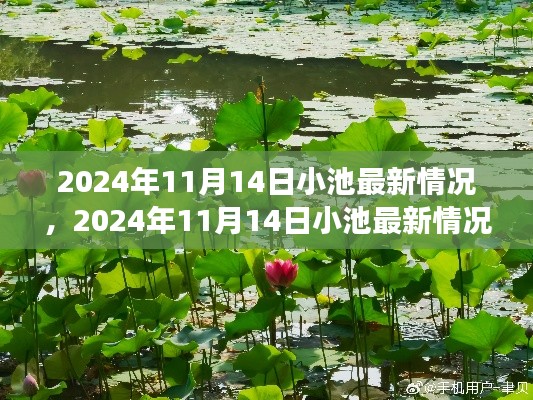 2024年11月14日小池最新情况深度解析