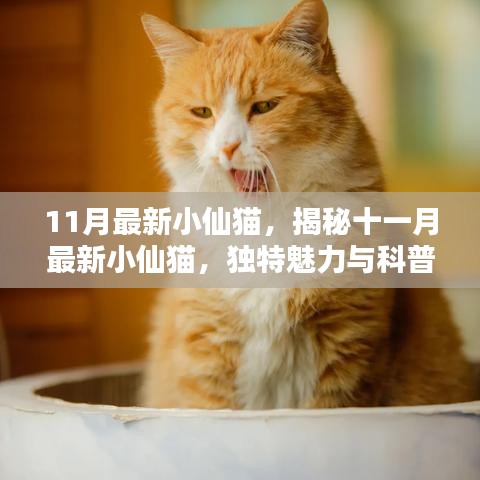 揭秘十一月最新小仙猫，独特魅力与科普知识介绍