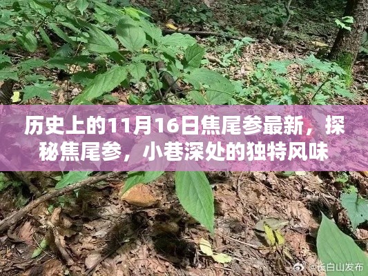 焦尾参，历史探寻与小巷深处的独特风味宝藏