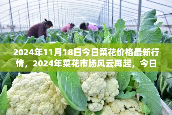 2024年菜花市场风云再起，最新价格行情深度解析