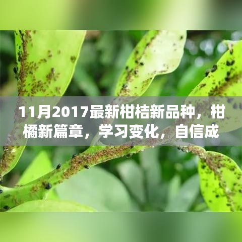 柑橘新篇章，学习变化，自信成就梦想——探索最新柑桔新品种