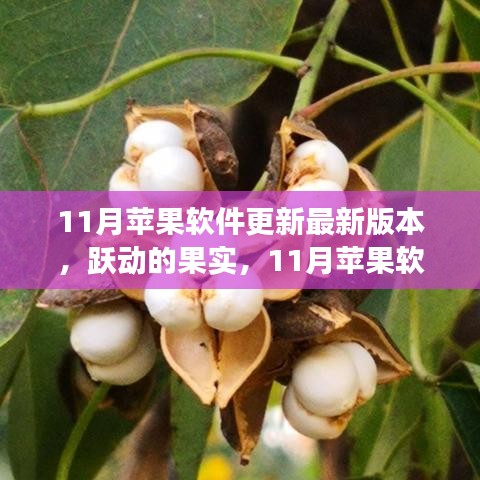 跃动的果实，11月苹果软件更新背后的励志故事与自信成就之源