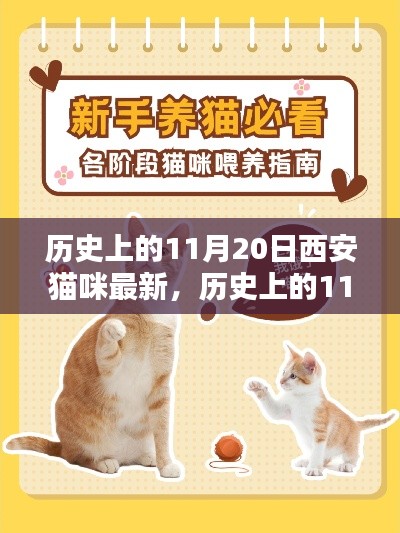 历史上的11月20日西安猫咪，新手养育指南与最新资讯