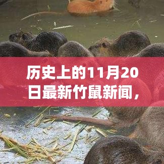 历史上的竹鼠新闻回顾，11月20日事件分析与启示