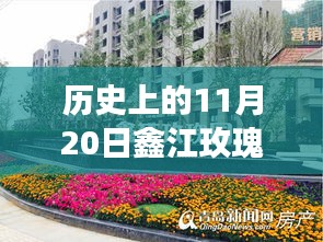 历史上的11月20日，鑫江玫瑰园绽放之旅，探寻自然之美与内心平静的最新消息