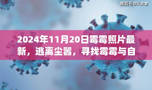 霉霉的心灵之旅，逃离尘嚣，探寻自然秘密的最新照片之旅（2024年11月20日）