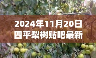 2024年11月20日四平梨树贴吧最新消息，2024年四平梨树贴吧最新消息，一场时代的风云际会