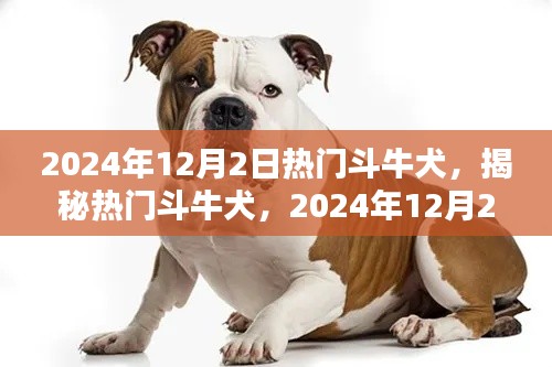 揭秘热门斗牛犬，独特魅力与养护要点（2024年12月2日专刊）