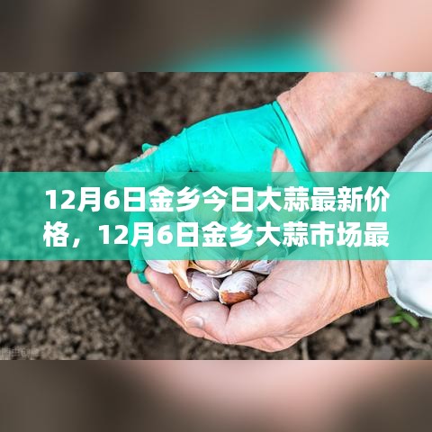 12月6日金乡大蒜最新价格及市场行情分析