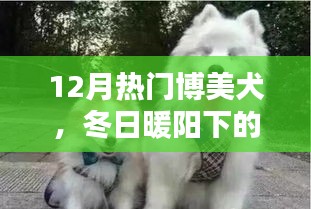 冬日暖阳下的博美犬，友谊、欢乐与家的温馨日常