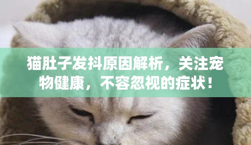 猫肚子发抖原因解析，关注宠物健康，不容忽视的症状！