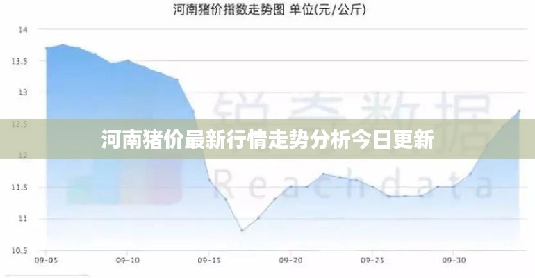 河南猪价最新行情走势分析今日更新