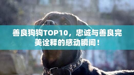 善良狗狗TOP10，忠诚与善良完美诠释的感动瞬间！